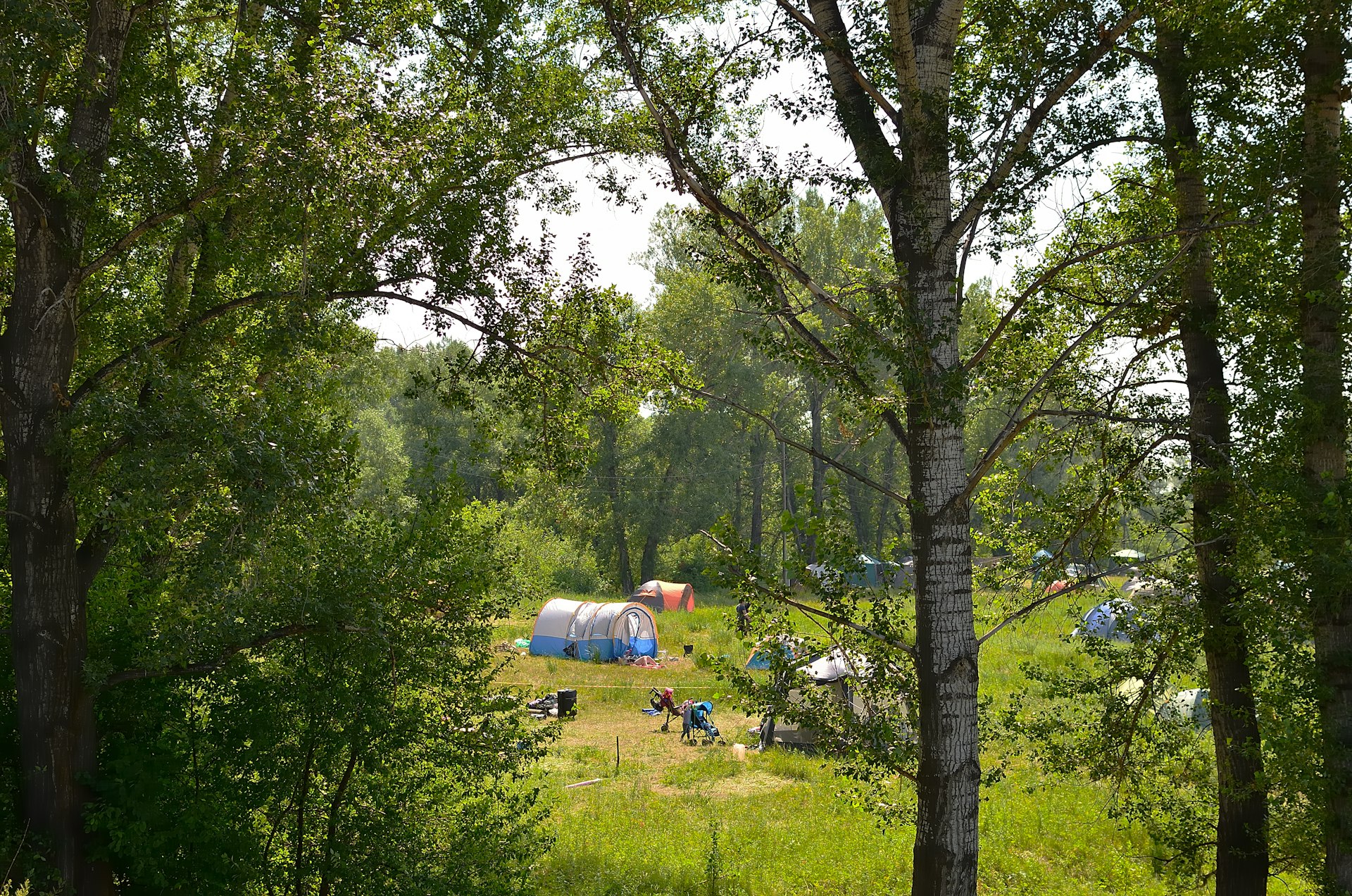 a group of people in a grassy area with trees around it